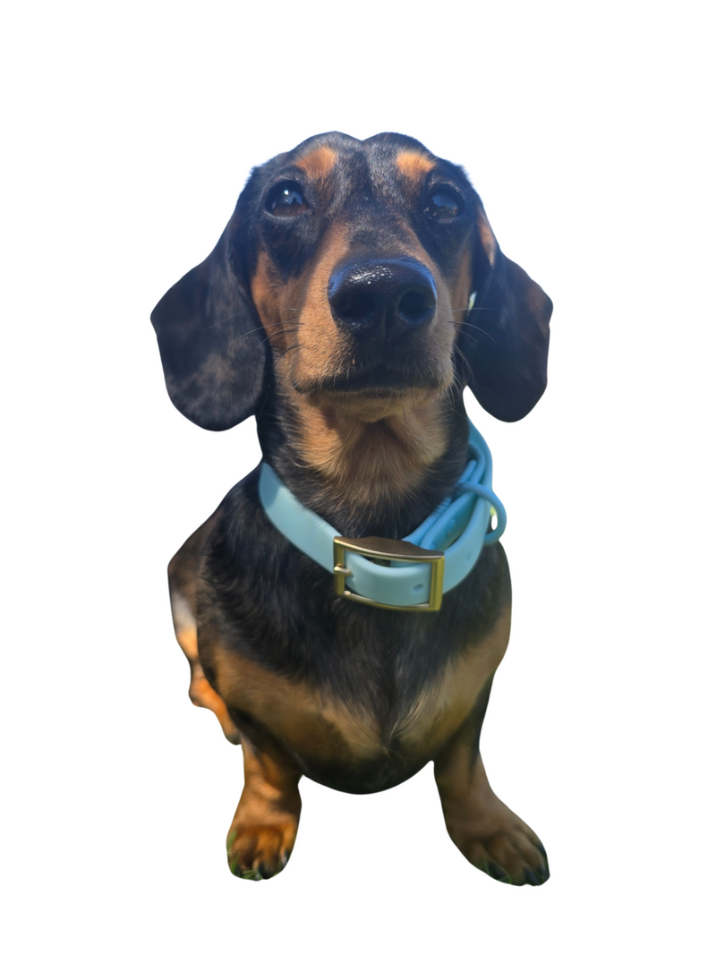 PVC collars any breed.