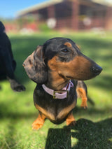 PVC collars any breed.